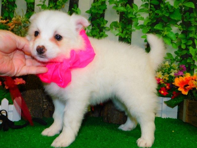 American Eskimo X Type. Perfect For MOTHER'S DAY.