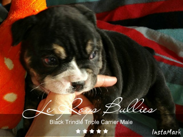 English Bulldog puppy for sale + 47104