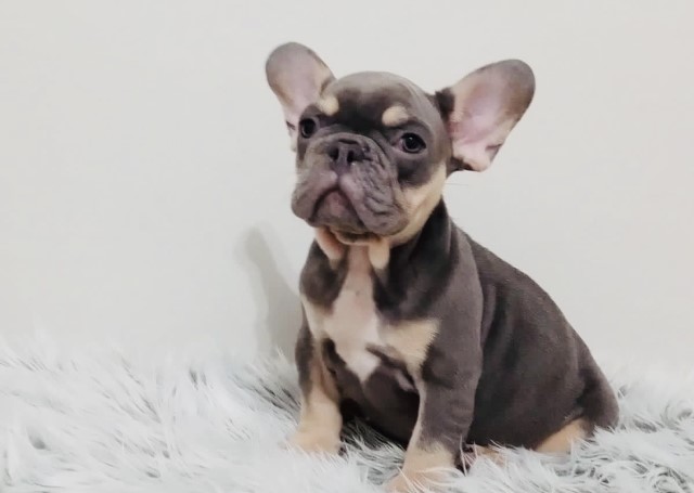 French Bulldog puppy for sale + 65777