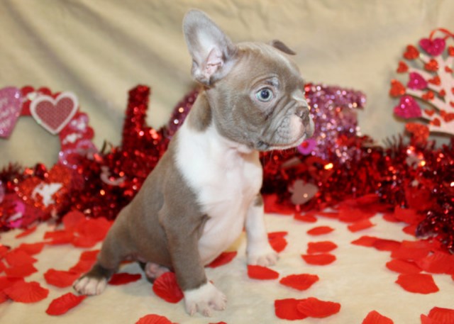Boston Terrier puppy for sale + 65732
