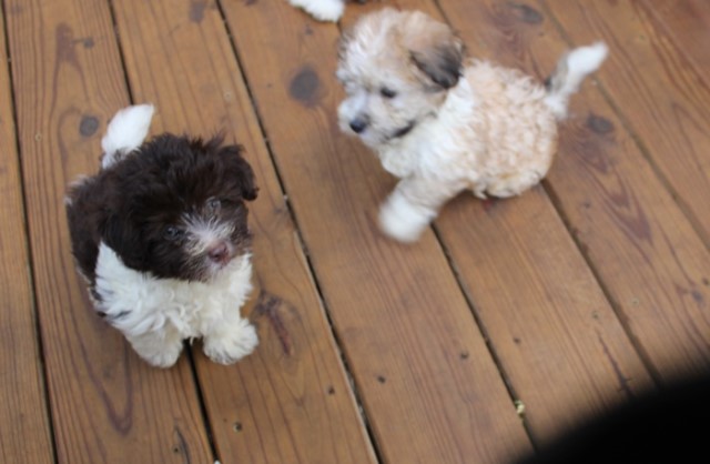 Havanese puppy for sale + 64963