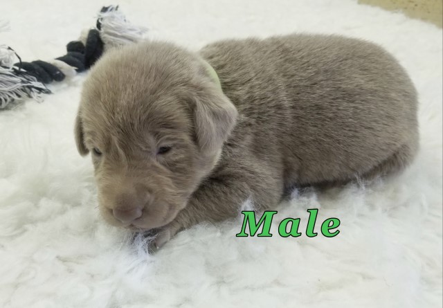 Labrador Retriever puppy for sale + 62947