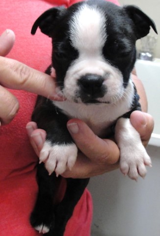 Boston Terrier puppy for sale + 64244