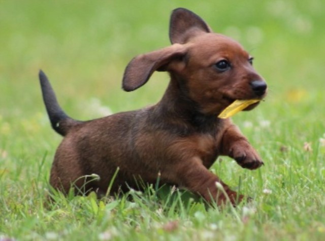 Dachshund puppy for sale + 65082