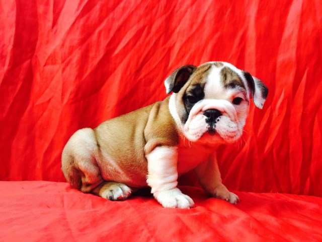 English Bulldog puppy for sale + 46990
