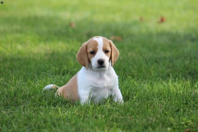 Beagle puppy for sale + 65184