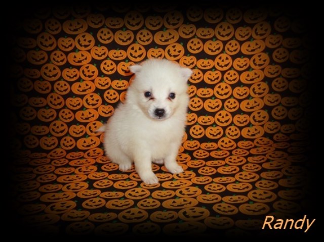 American Eskimo Dog puppy for sale + 47176