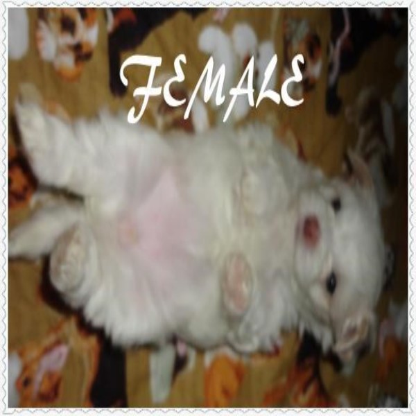 5 Maltese Puppies for sale