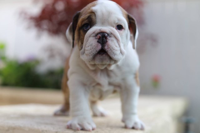 English Bulldog puppy for sale + 65716