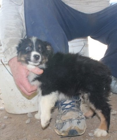 Australian Shepherd Dog puppy for sale + 64857