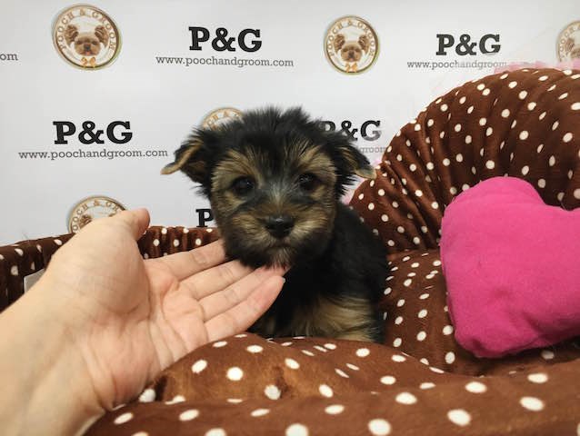 Yorkshire Terrier puppy for sale + 46996