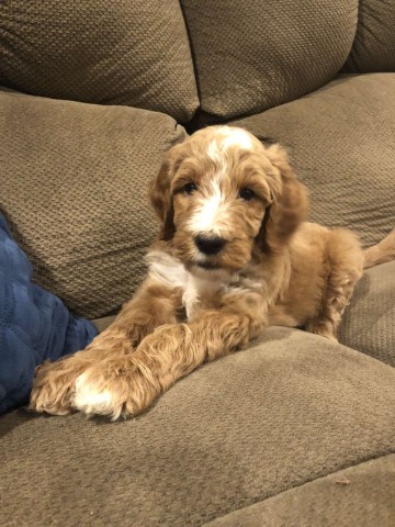 Goldendoodle puppy for sale + 62429