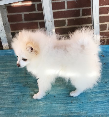 Pomeranian puppy for sale + 65678