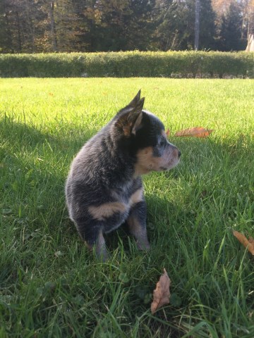 Australian Cattle Dog Puppies for sale