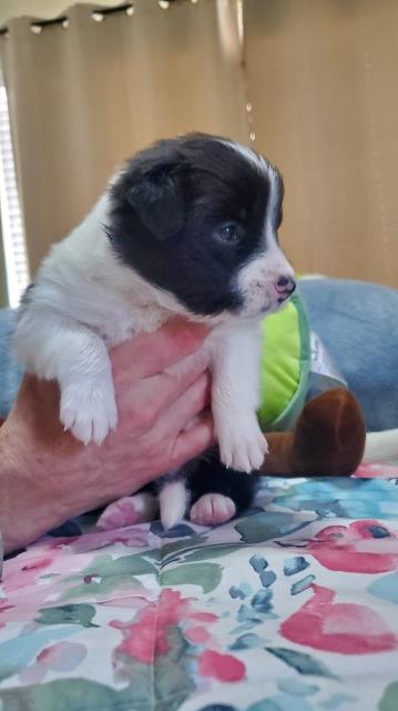 Border Collie puppy for sale + 65713