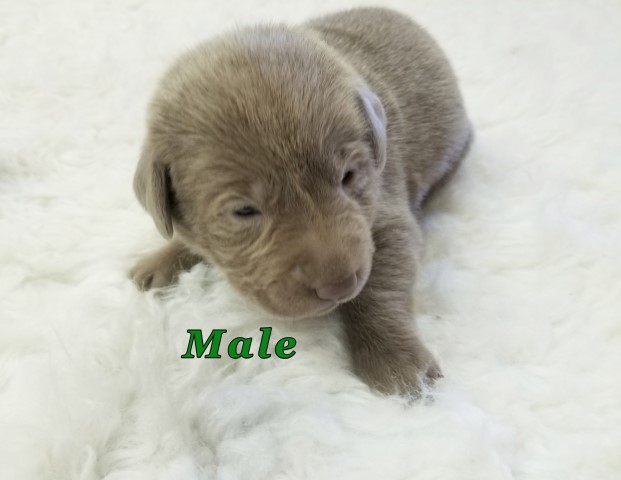 Silver Labrador Retriever Puppy - Male