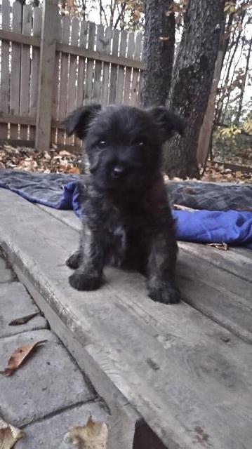 Cairn Terrier puppy for sale + 65245
