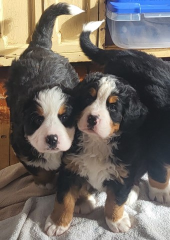 Bernese Mountain Dog puppy for sale + 65550