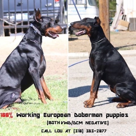 We have DCM & VWD CLEAR 100% "Working" European Doberman puppies