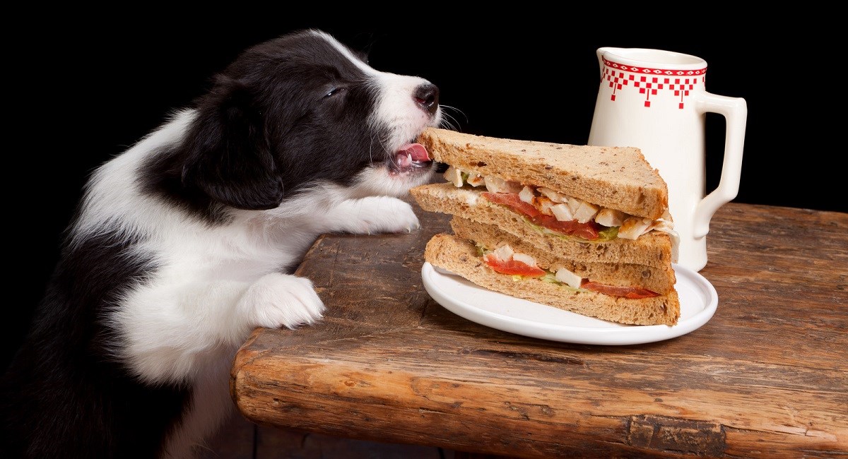 Border Collie puppy stealing sandwich from table