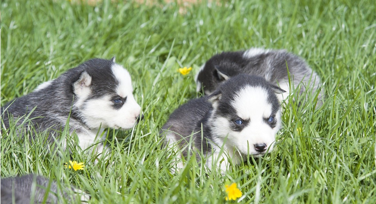 Husky puppies sitting in the grass