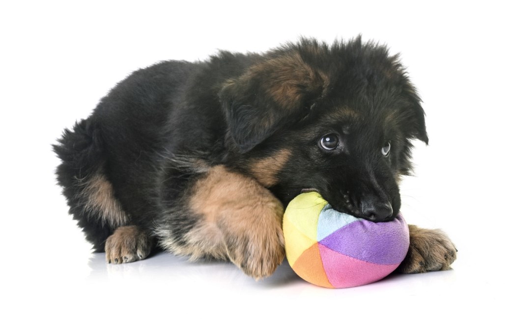 GSD puppy chewing a ball