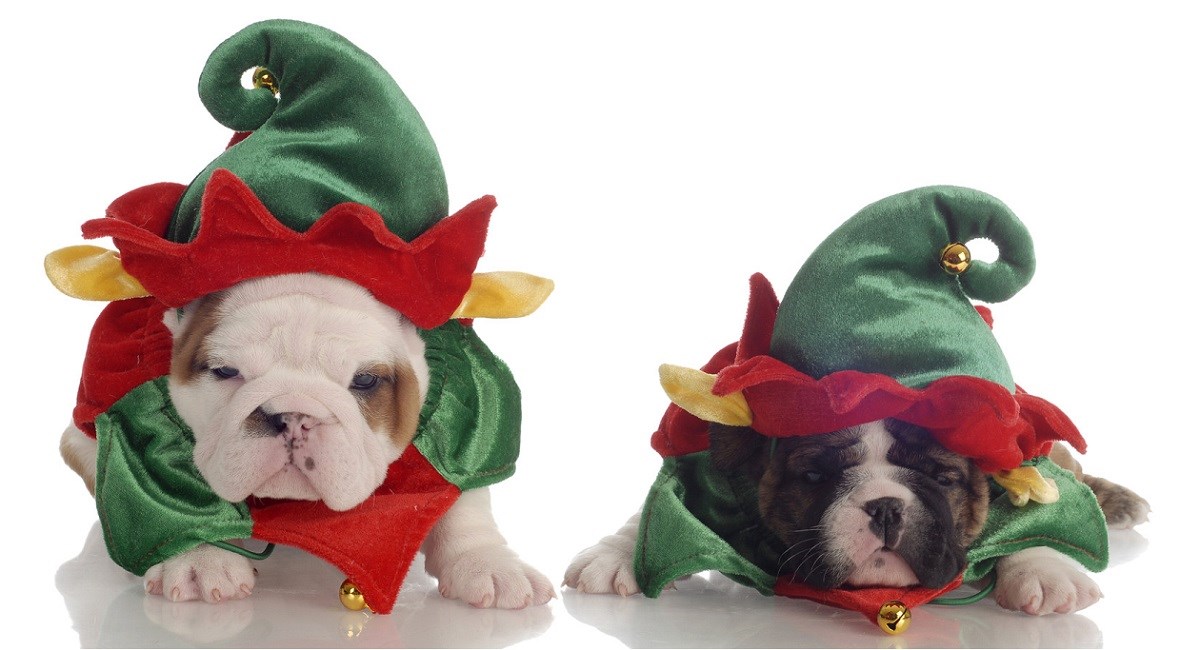 English Bulldog puppies dressed as christmas elves