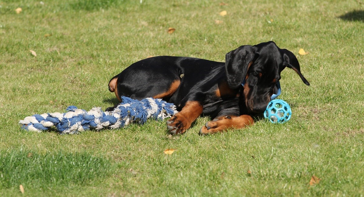 Doberman Puppy taking rest with ball and toy rope.