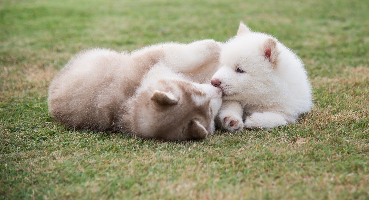 Two Siberian Husky puppies playing on the grass