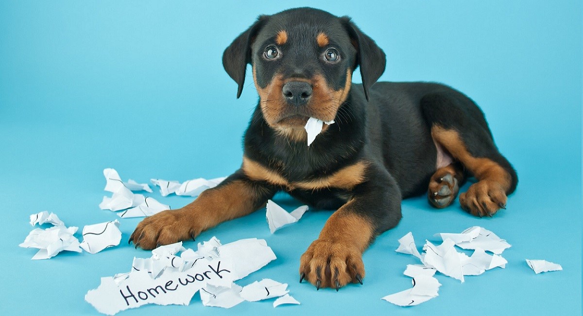 Rottweiler puppy with torn up homework page