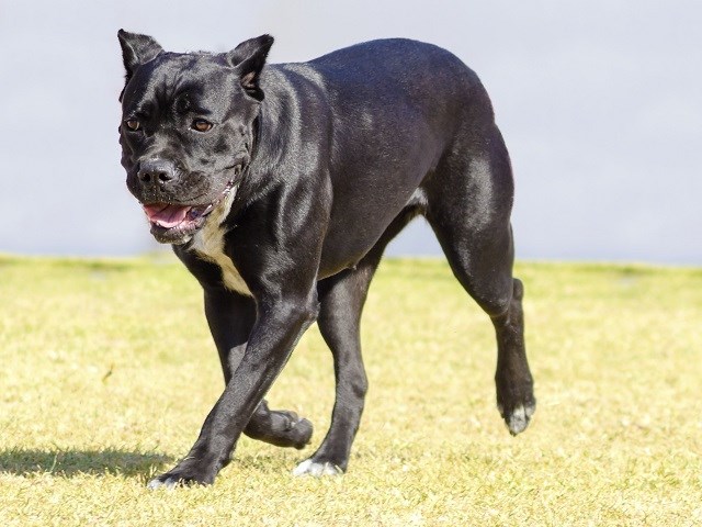 Cane Corso Puppies And Dogs For Sale Near You