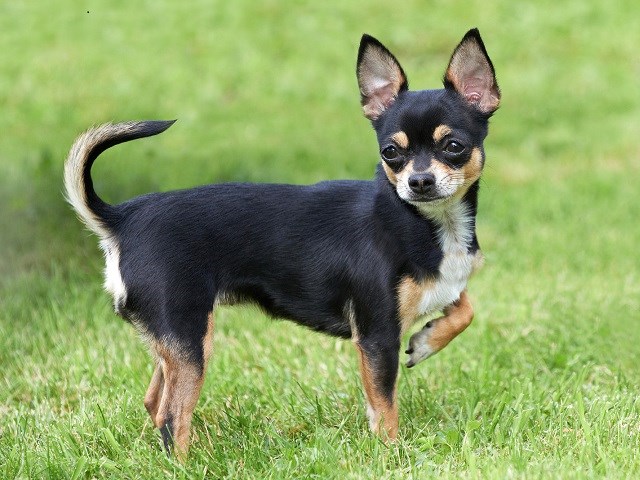 Chihuahua Puppies And Dogs For Sale Near You