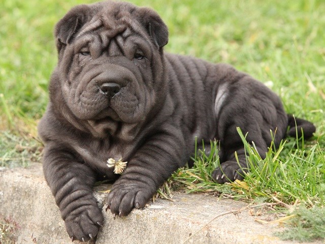 Chinese Shar Pei Puppies And Dogs For Sale Near You
