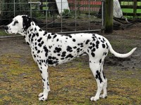 dalmatian puppies for sale tn search locally for dalmatian breeders nearest you freedoglistings page 2 dalmatian puppies for sale tn search locally for dalmatian breeders nearest you freedoglistings page 2