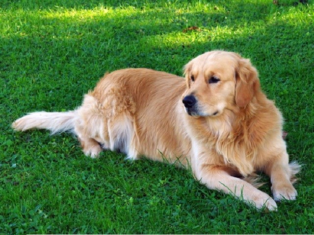 Funny Dark Red Golden Retriever Puppies For Sale Near Me