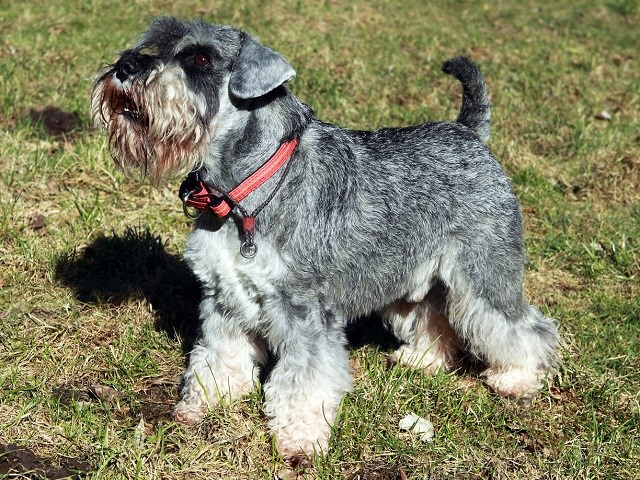 miniature schnauzer breeder near me