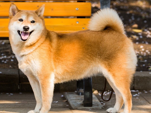 Shiba Inu Puppies And Dogs For Sale In Illinois