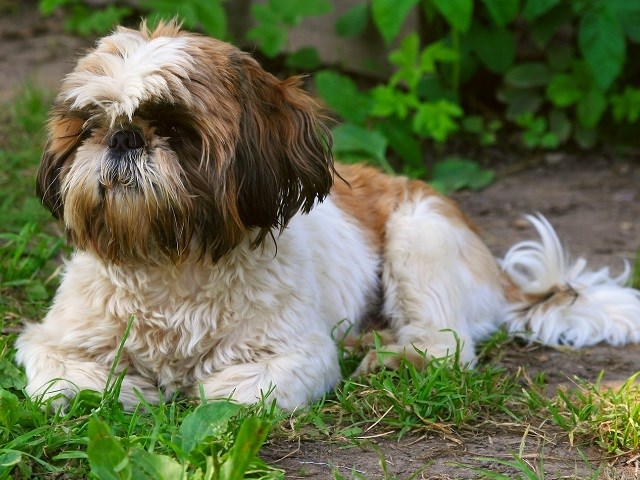 Shih Tzu Puppies And Dogs For Sale Near You