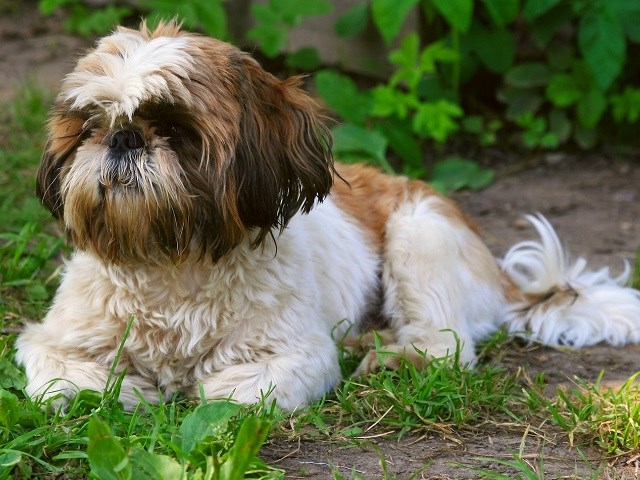 23+ Shih Tzu Maltese Mix For Sale Near Me