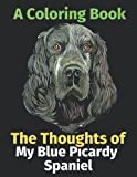 Blue Picardy Spaniel thumbnail