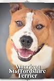 American Staffordshire Terrier: Dog breed overview and guide