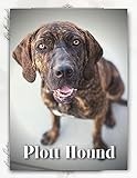 Plott Hound: Dog breed overview and guide