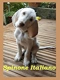 Spinone Italiano