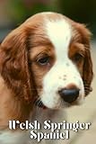 Welsh Springer Spaniel: Dog breed overview and guide