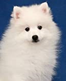 Japanese Spitz thumbnail