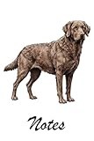 Chesapeake Bay Retriever