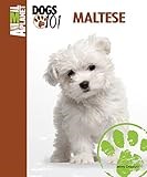 Maltese (Animal Planet: Dogs 101)