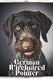German Wirehaired Pointer thumbnail