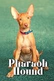 Pharaoh Hound: Dog breed overview and guide