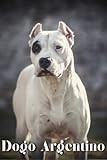 Dogo Argentino: Dog breed overview and guide